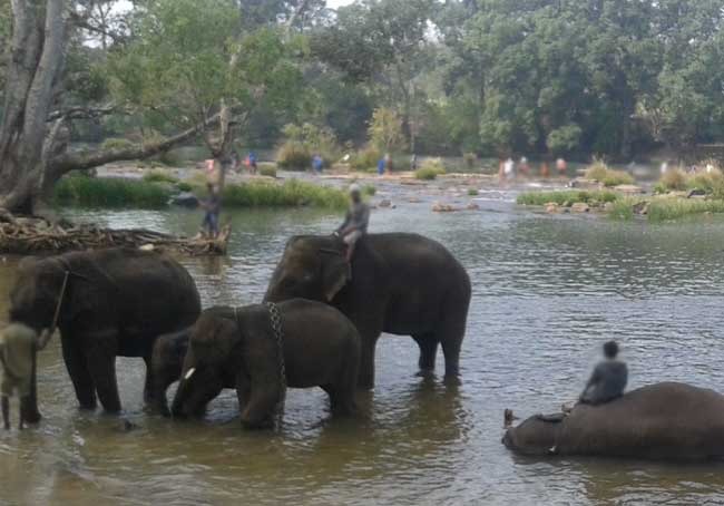 Coorg Elephant Camp Tour packages From Coimbatore