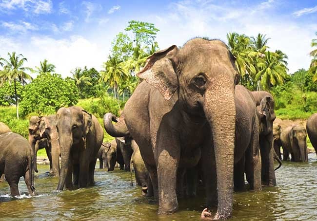 Mudumalai Wildlife Sanctuary Tour packages From Coimbatore