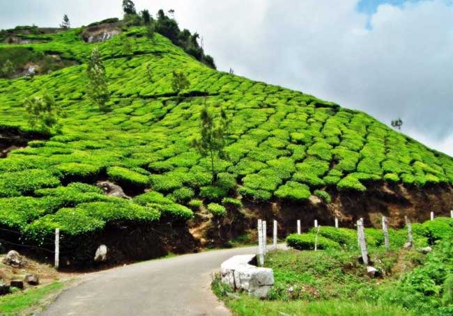 Munnar Sightseeing Places Tour packages From Coimbatore