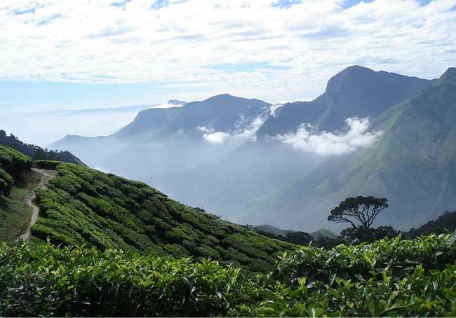 Munnar Tea Estate Tour packages From Coimbatore