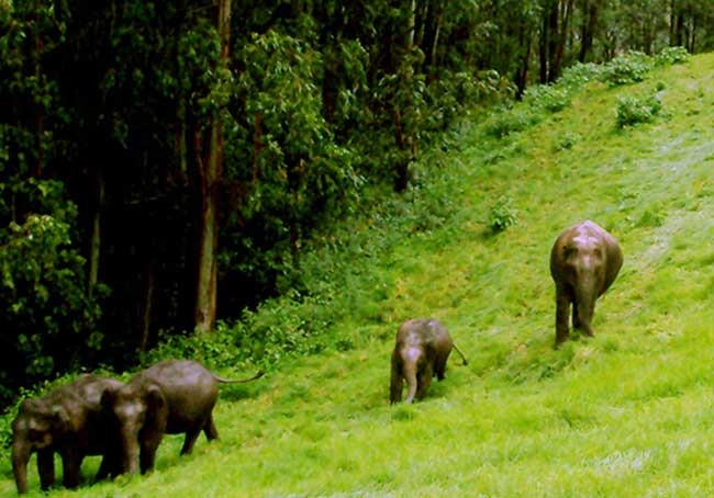 Munnar Wild Life Tour Pacakages From Coimbatore