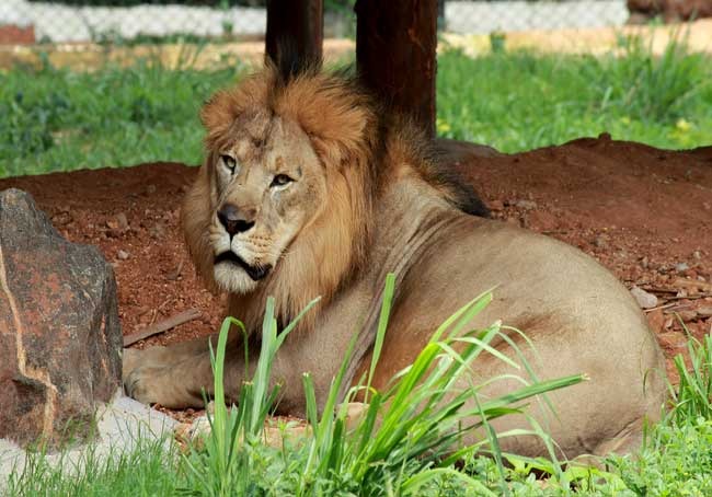 Mysore Zoo Tour package From Coimbatore