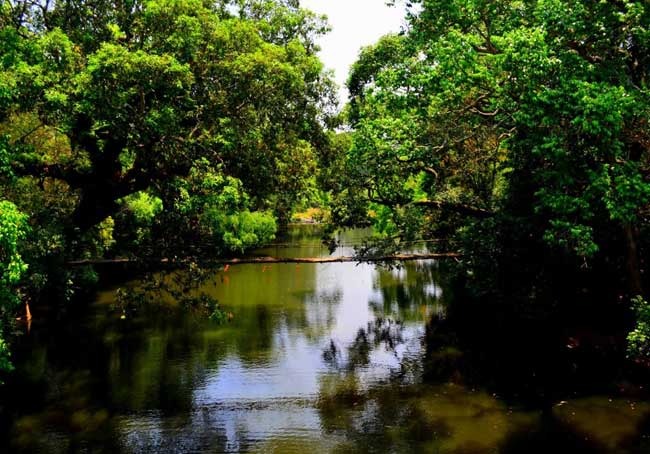 Nisargadhama Forest Tour packages From Coimbatore