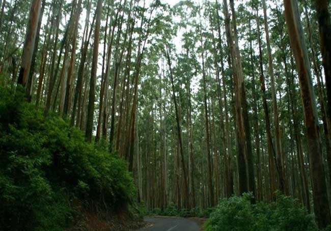 Pine Forest Tour Pacakages From Coimbatore