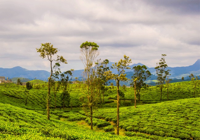 Valparai Tea Estate Tour package From Coimbatore