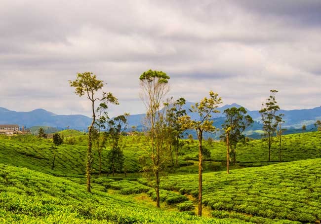 Valparai Tea Estates Tour package From Coimbatore