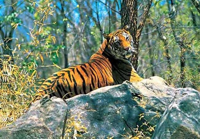 Wayanad Wildlife Tour Pacakages From Coimbatore