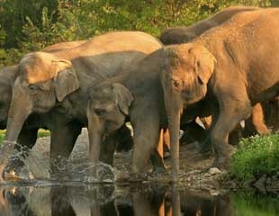 Mudumalai Wild Life Tour Pacakages From Coimbatore