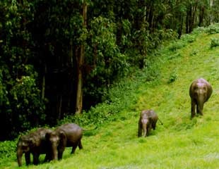 Munnar Wild Life Tour Pacakages From Coimbatore