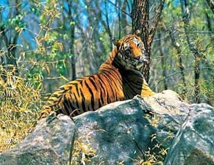 Wayanad Wild Life Tour Pacakages From Coimbatore